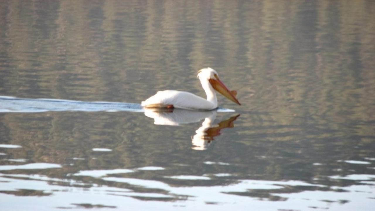 Feathernest On The Lake Villa Fawnskin Dış mekan fotoğraf